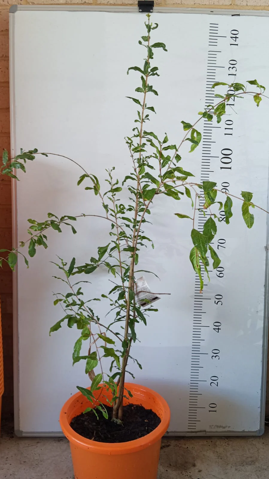 Romãzeira da Romã Branca🍅🤍🇯🇵 - Image 4