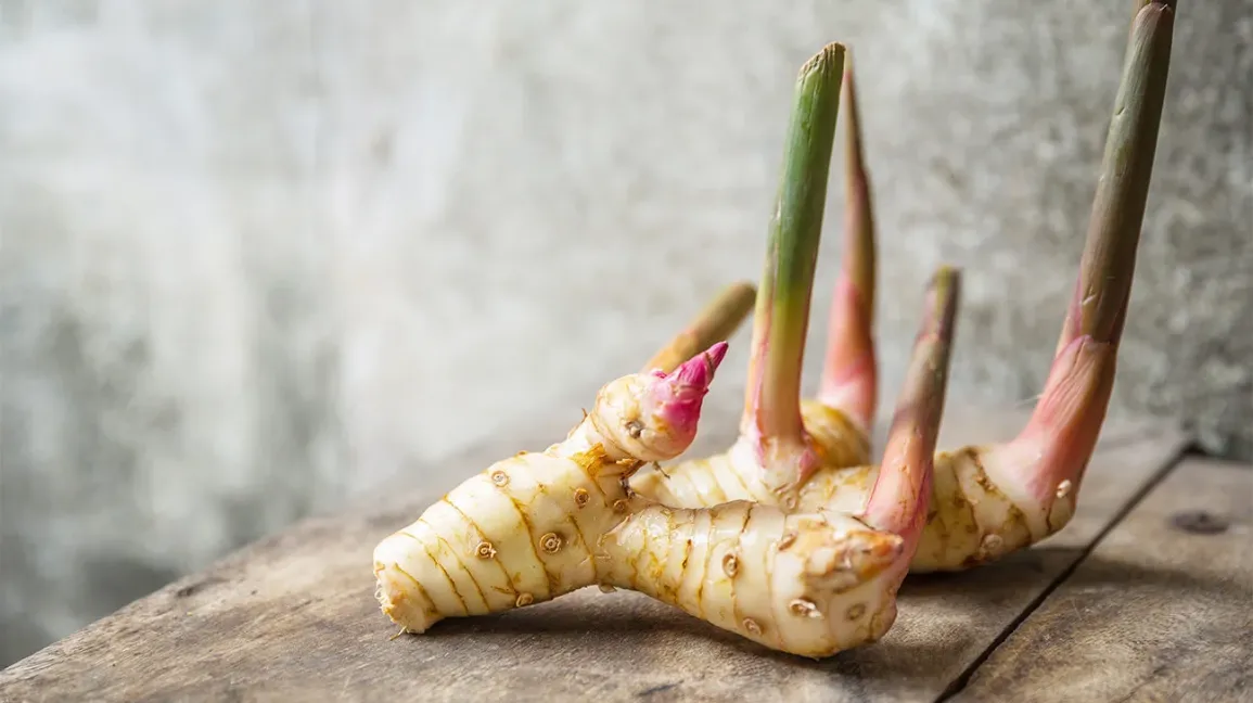 Planta do Galangal ou Gengibre da Tailandia♾️