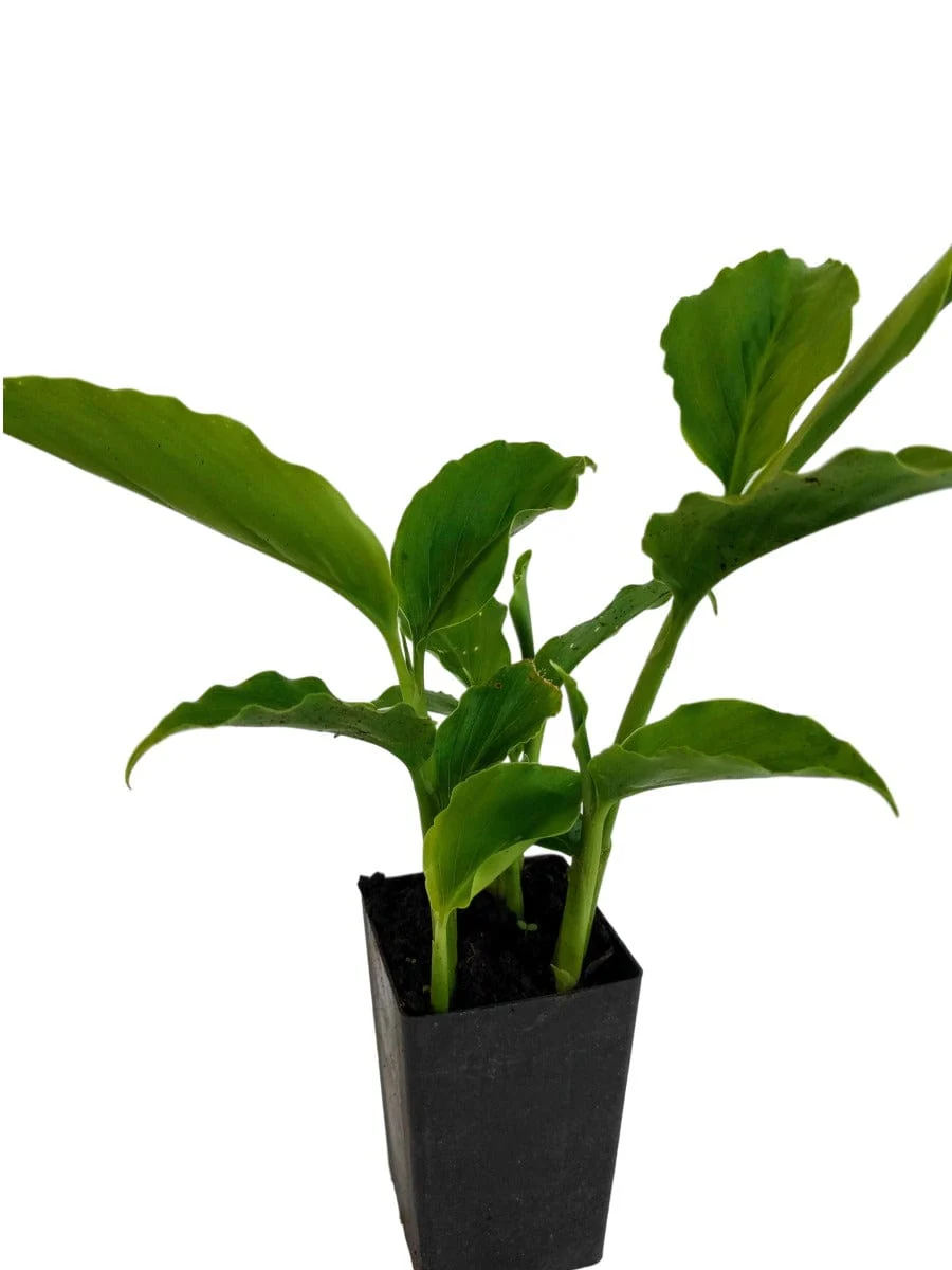 Planta do Galangal ou Gengibre da Tailandia♾️ - Image 6