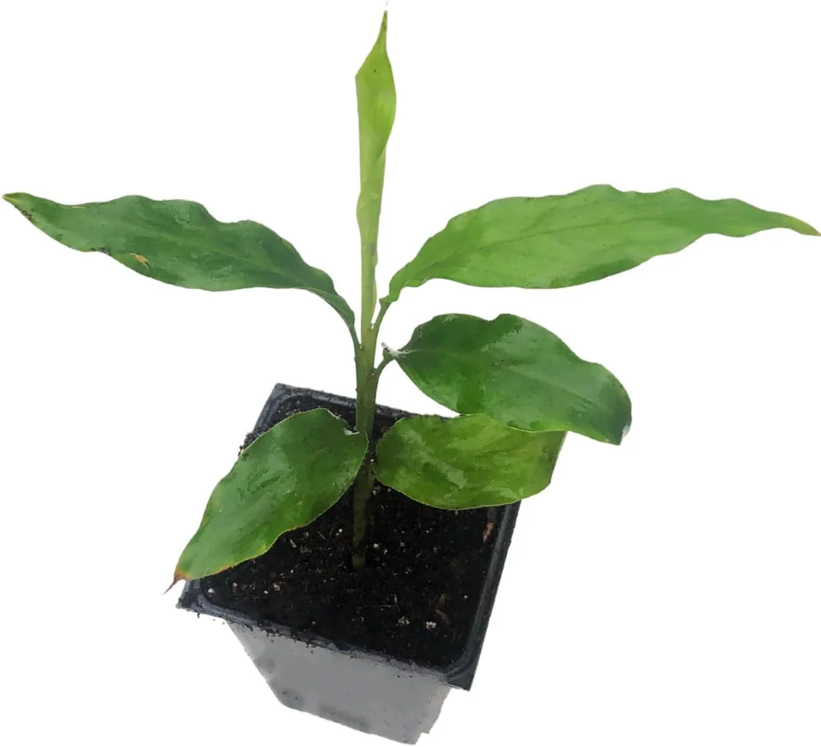 Planta do Cardamomo ♾️🇮🇳 - Image 3