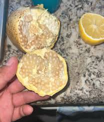 Romãzeira da Romã Branca🍅🤍🇯🇵