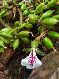 Planta do Cardamomo ♾️🇮🇳 - Image 5