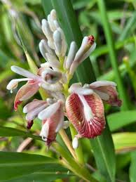 Planta do Galangal ou Gengibre da Tailandia♾️ - Image 3