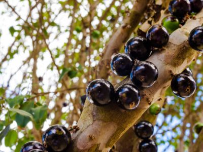 Jabuticaba Argentina🌴❤️