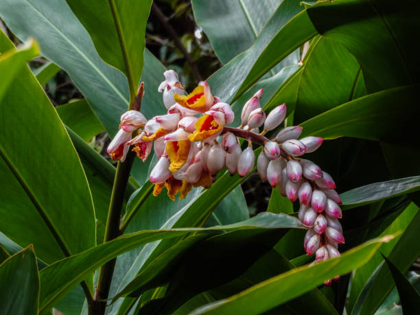 Planta do Galangal ou Gengibre da Tailandia♾️ - Image 7