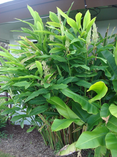 Planta do Galangal ou Gengibre da Tailandia♾️ - Image 8