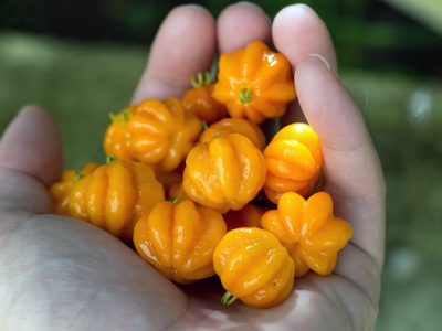 Pitanga Laranja🍊