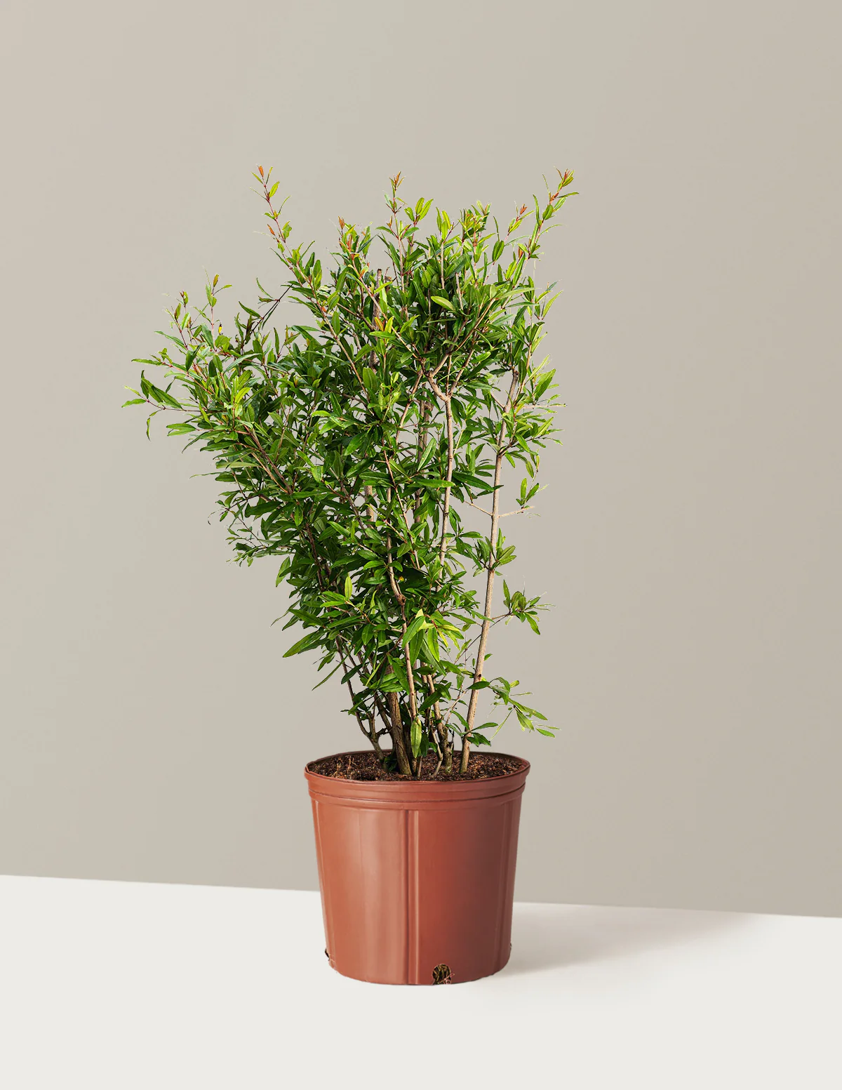 Romãzeira da Romã Branca🍅🤍🇯🇵 - Image 3